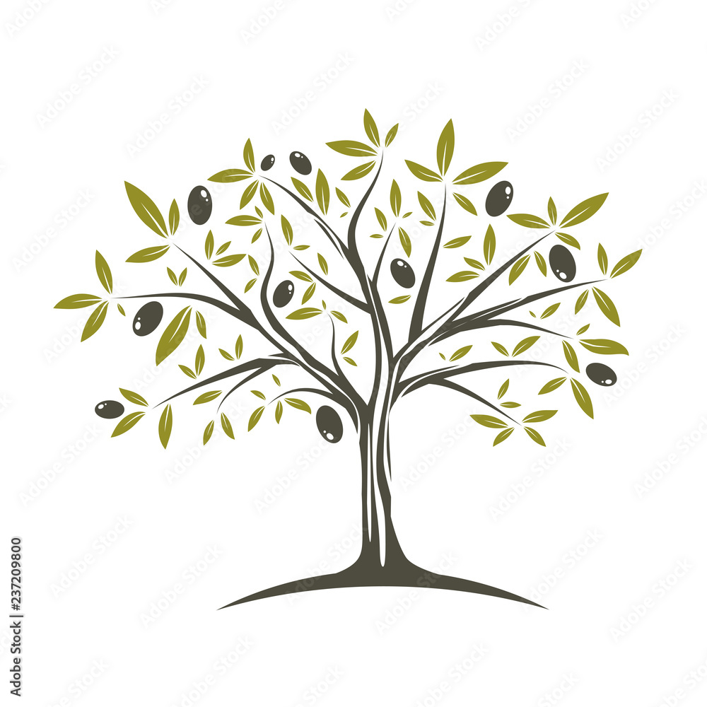 Obraz premium Pojedyncze drzewo oliwne