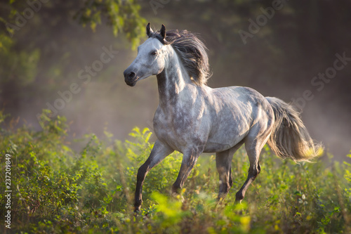 Fototapeta Naklejka Na Ścianę i Meble -  Grey arabian stallion with long mane run gallop on meadow