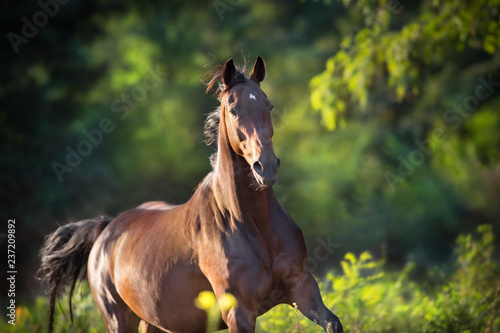 Fototapeta Naklejka Na Ścianę i Meble -  Bay mare run on green summer landscape