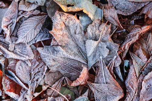 Autumn leaves morning frost macro nature cold