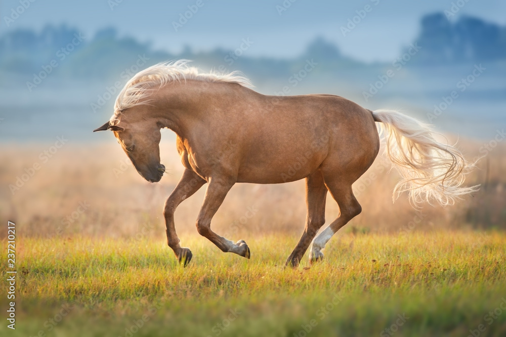 Fototapeta premium Kremowy koń w ruchu w mgła ranku przy światłem słonecznym