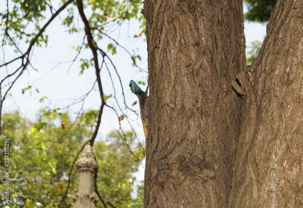 african dragon on tree in the african forest in Mozambique african dragon on tree in the african forest in Mozambique