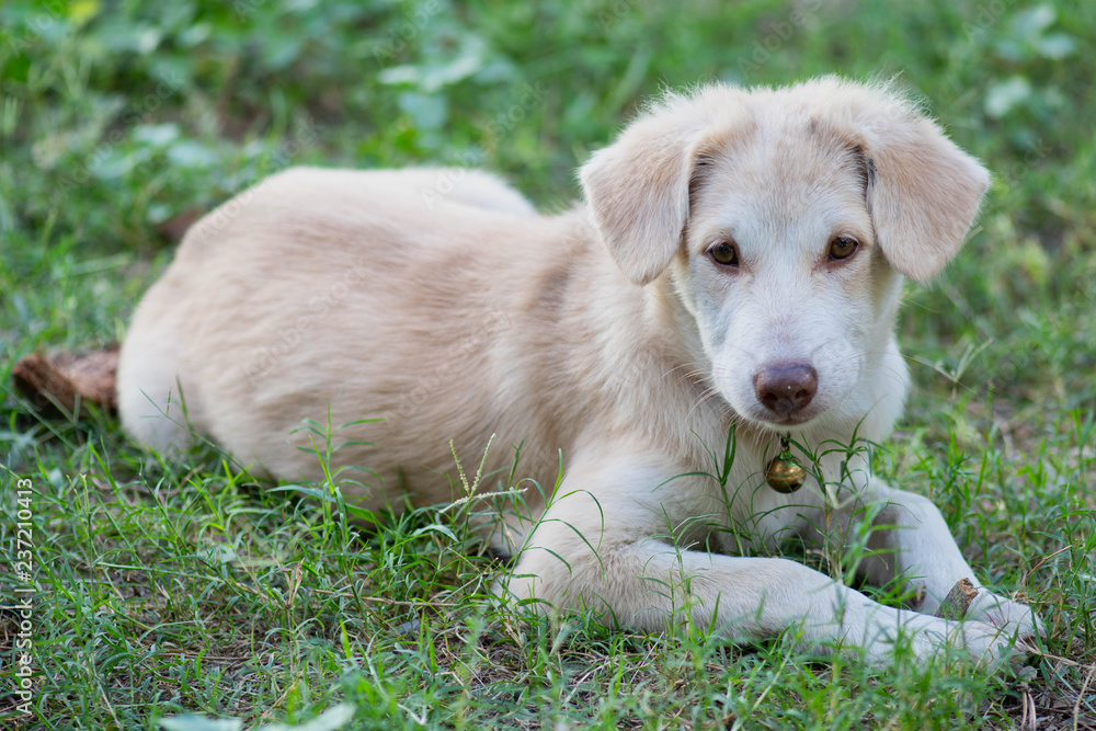 Playful cute spitz x golden retriever puppy Playful cute spitz x golden retriever puppy