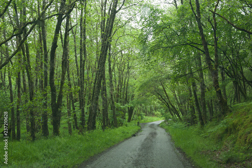 Country road through forest in Scotland, with passing place