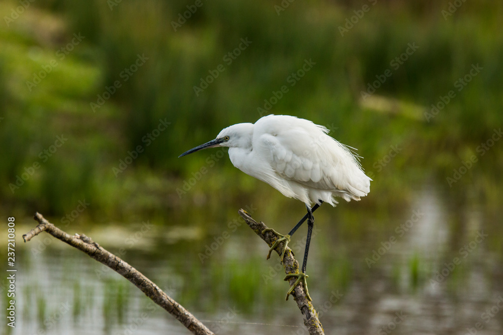 Little egret in Aiguamolls de l'Empordà Nature Reserve, Girona, Spain Little egret in Aiguamolls de l'Empordà Nature Reserve, Girona, Spain