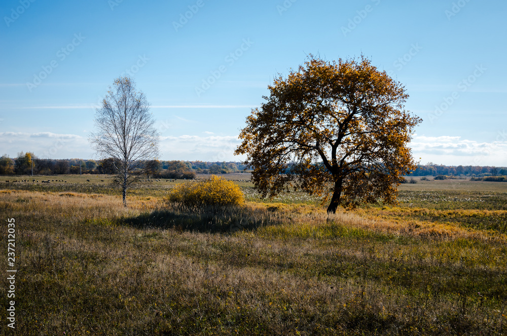 Fototapeta premium Panorama. Different beautiful autumn trees. Autumn landscape.
