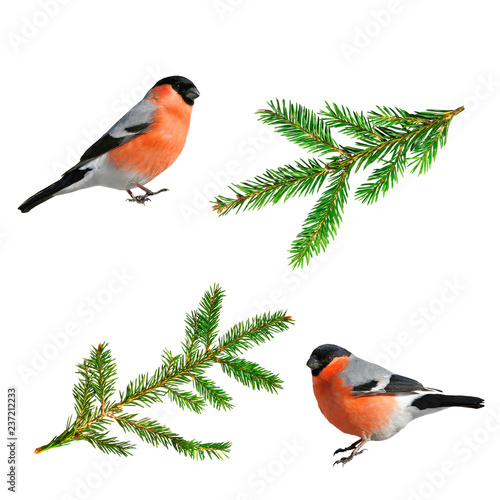 a set of Christmas images green branches of spruce and red bird bullfinch © nataba