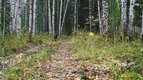 Dog breed Airedale Terrier walks in the autumn birch forest. photo