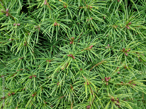 details of decorative bush branches as background