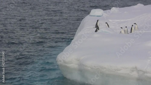 Adelie and Gentu penguins who stand and jump on a small iceberg photo