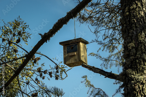 Casa de madera para pajaros silvestres en lo alto de un arbol photo