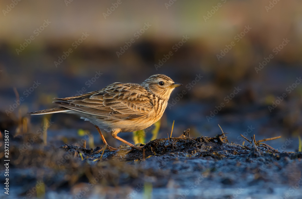 Eurasian skylark stands in warm sweet morning light on the field ground Eurasian skylark stands in warm sweet morning light on the field ground