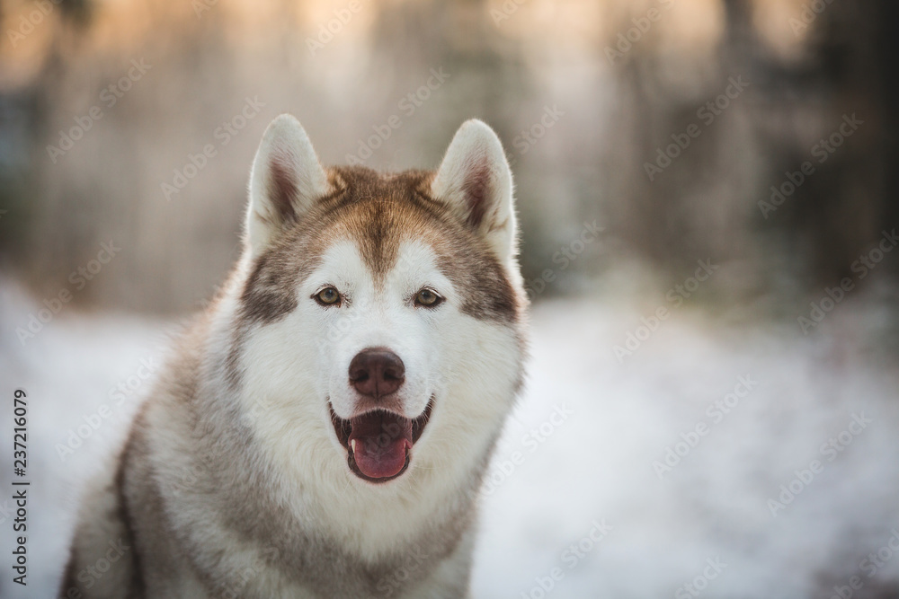 Close-up portrait of beautiful, happy and free siberian Husky dog sitting in the winter forest