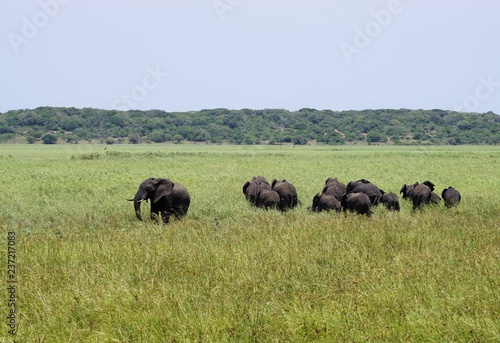 Photography herd of elephants in Maputo Special Reserve Mozambique Africa