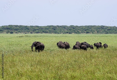 herd of elephants in Maputo Special Reserve Mozambique Africa