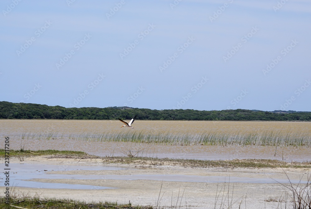 bird on the lake in Maputo Special Reserve Mozambique Africa