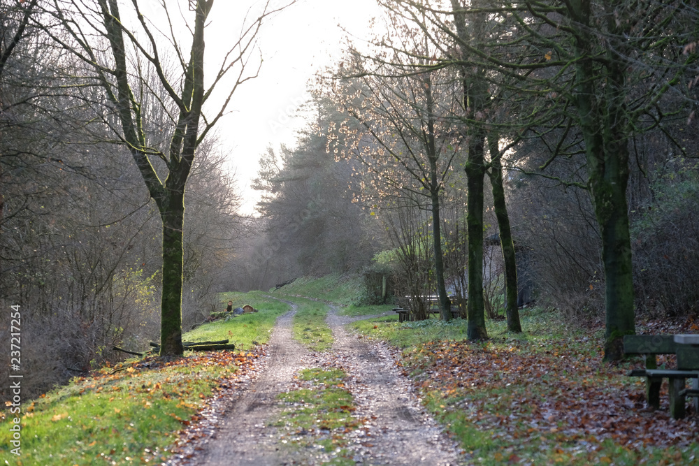 Fototapeta premium Waldweg im Herbst