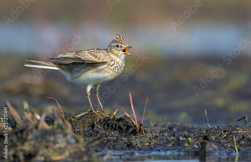 Male Eurasian skylark sings his spring song as he sits on the soil mount in field