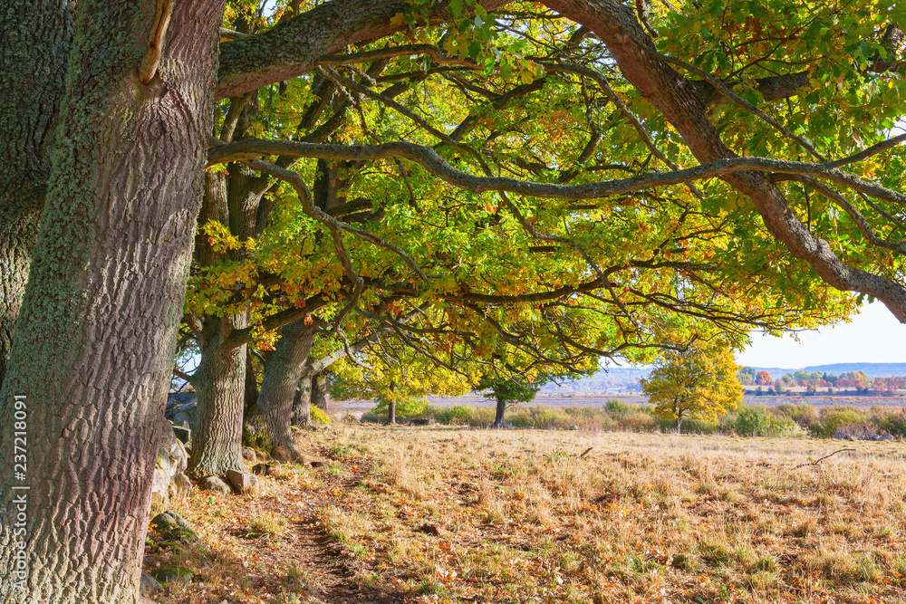 Fototapeta premium Oak trees branches