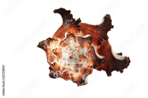 Beaitiful big brown and white sea shell isolated at white background. 