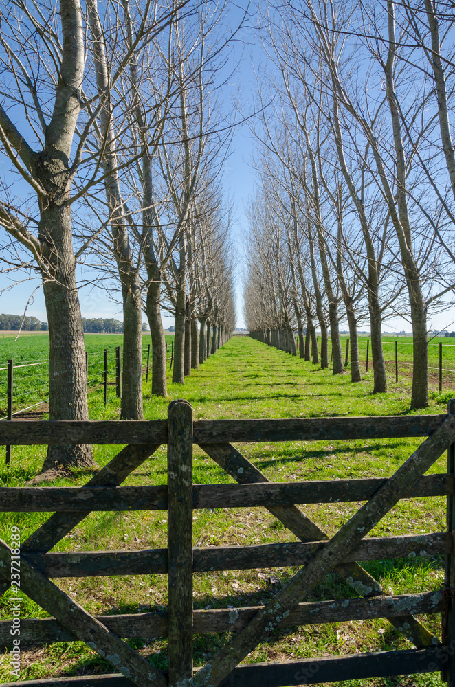 Wooden gate with grass road in the middle of a grove with no leaves with a wooden gate on the back in the middle of autumn Wooden gate with grass road in the middle of a grove with no leaves with a wooden gate on the back in the middle of autumn