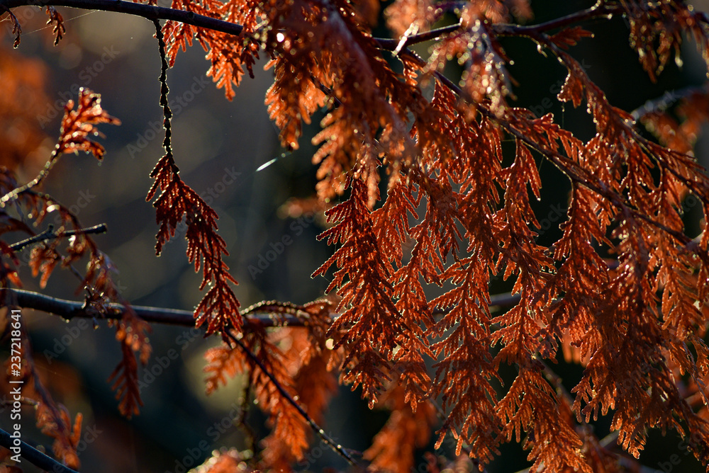 Autumnal branches of coniferous tree in red. Autumnal branches of coniferous tree in red.