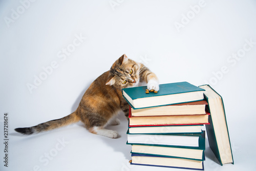 Wallpaper Mural Tabby cat eats feed from a pile of books Torontodigital.ca