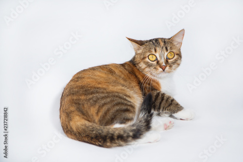 beautiful striped young cat on a white background looks beautiful eyes
