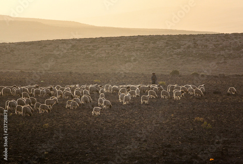 Shepherd with flock in evening light in Atlas mountains, Morocco