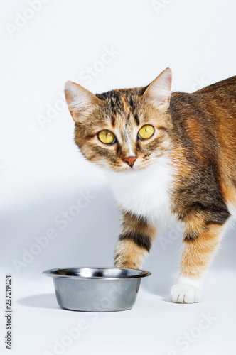 Striped domestic cat on a white background next to a bowl of food