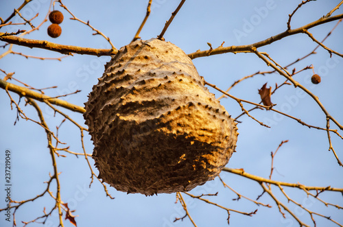Honeycomb nest hanging on a branch of a tree in autumn