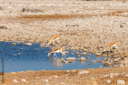 A herd of springbok   Antidorcas Marsupialis  drinking at a water hole  Etosha National Park  Namibia.