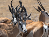 A group of male Impala Antelopes Aepyceros melampus in Nxai Pan National Park, Botswana