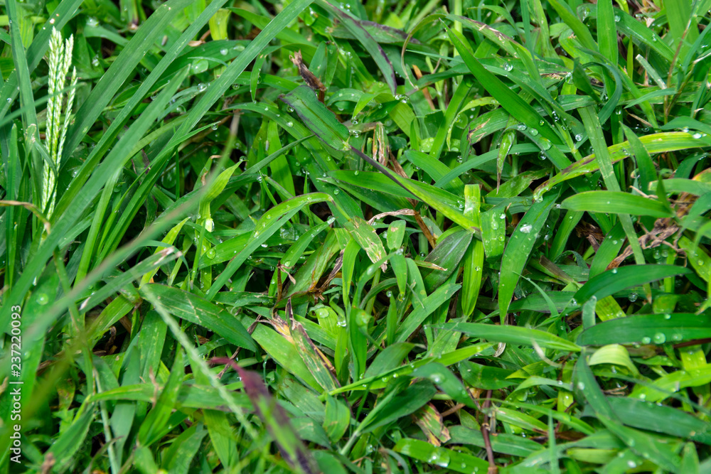 Pasture with dew in the morning, green foliage in Latin america, freshness at dawn. Pasture with dew in the morning, green foliage in Latin america, freshness at dawn.