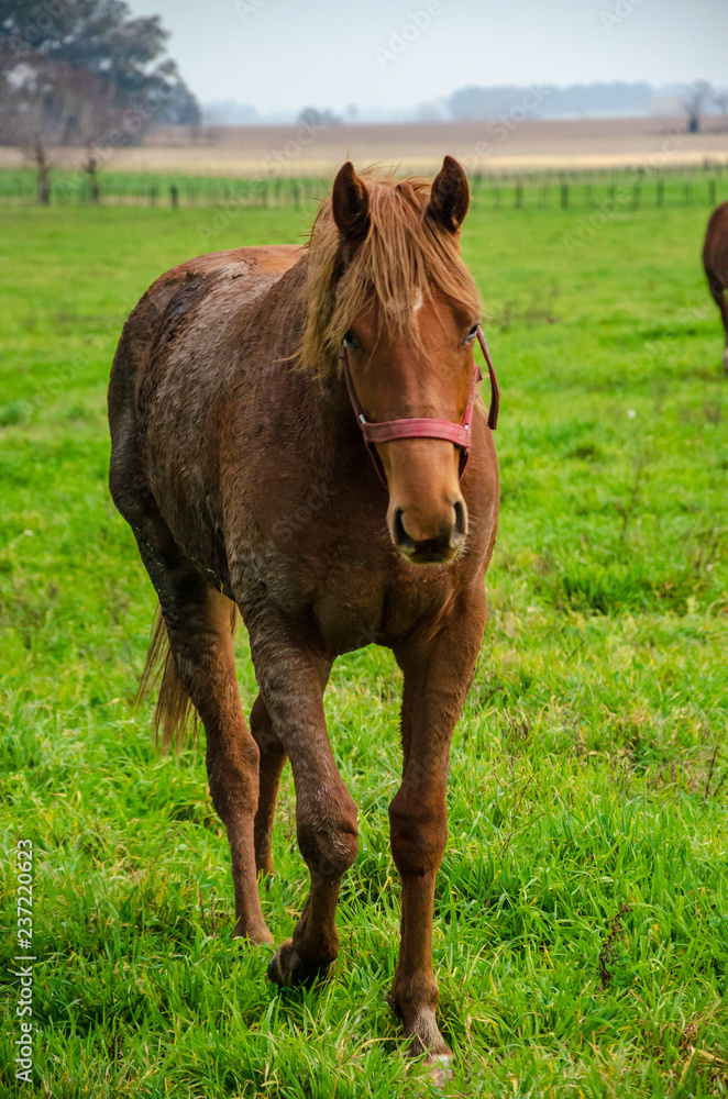 Brown horse with dried mud walking in front on a green field in a countryide landscape Brown horse with dried mud walking in front on a green field in a countryide landscape