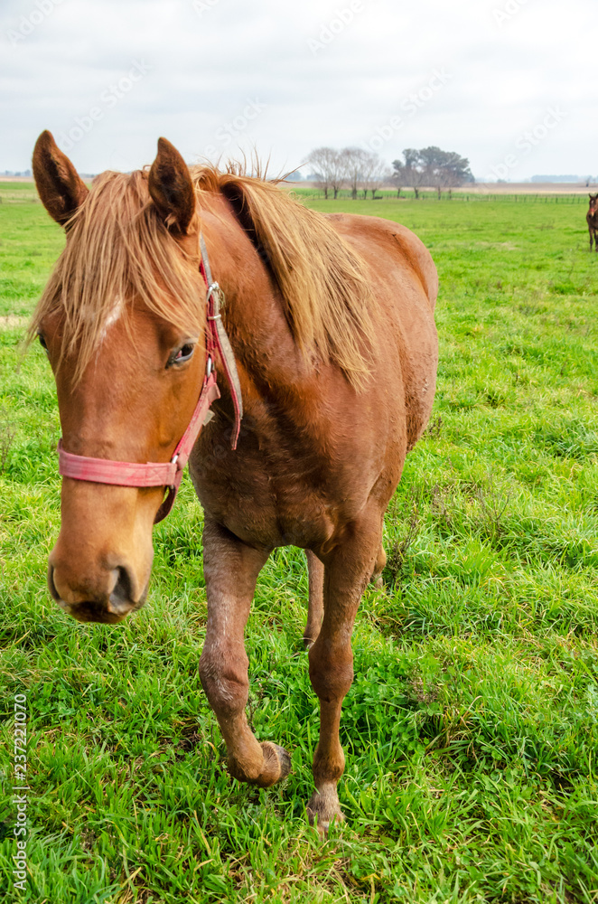 Brown horse with dried mud walking in front on a green field in a countryide landscape Brown horse with dried mud walking in front on a green field in a countryide landscape