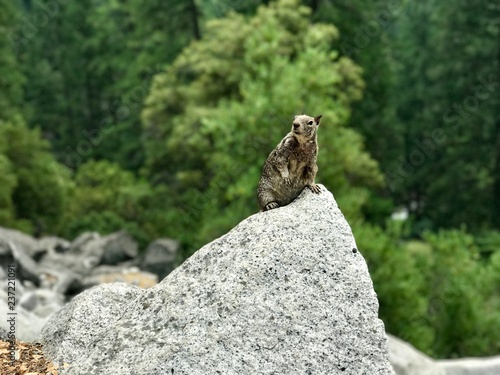 Yosemite Squirrel