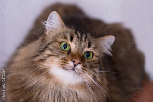 Portrait of a beautiful, striped, fat cat on a light background.
