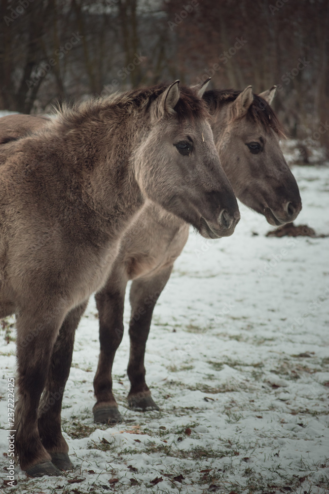 Fototapeta premium Horse on winter day walking through the park. Walking and eating brown horse.