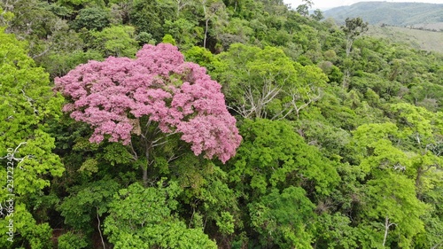 Pink tree among the green forest