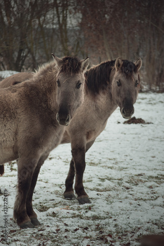 Horse on winter day walking through the park. Walking and eating brown horse. © Gita Auzane