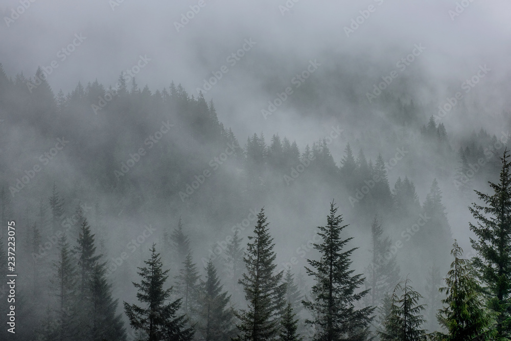 forest in the mist