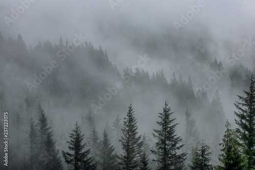 forest in the mist © Ben