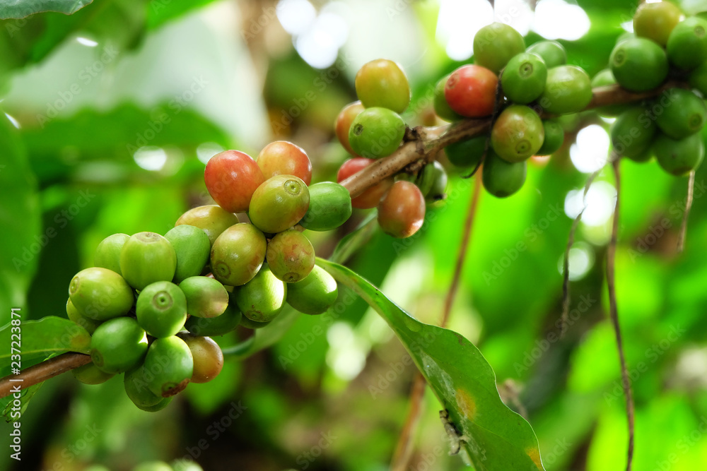 Coffee tree and coffee beans on a branch