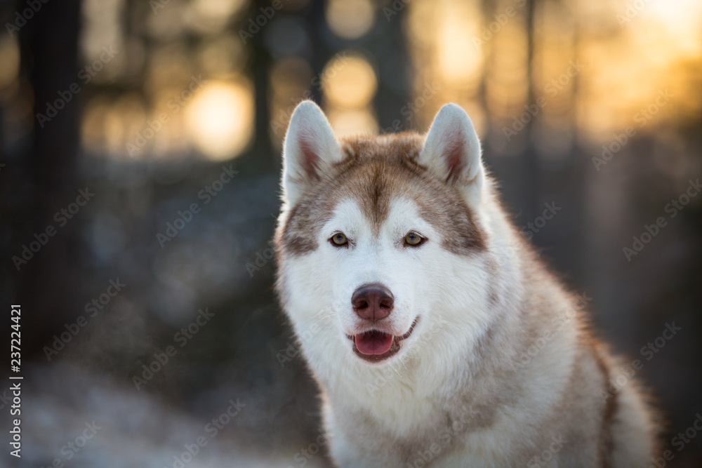 Close-up portrait of beautiful and happy siberian Husky dog sitting on the snow in winter forest at sunset Close-up portrait of beautiful and happy siberian Husky dog sitting on the snow in winter forest at sunset