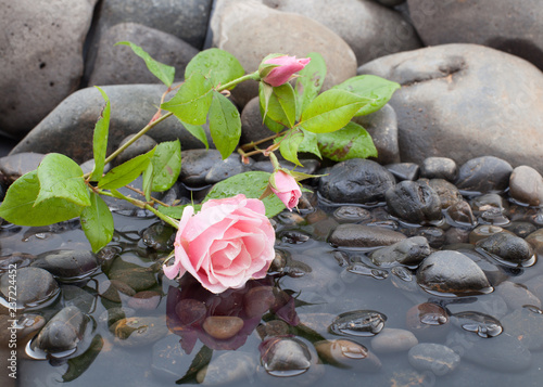 Pink roses laying down on bed of pebbles and shallow water with flower reflected in water