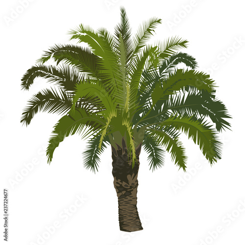 Date palm tree in color