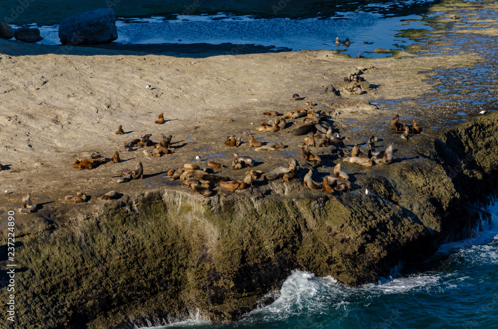 Fototapeta premium A lot of sea lions on a giant rock
