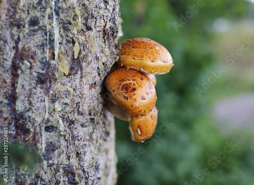 tree mushrooms