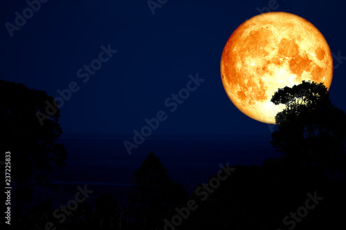 blood moon back silhouette tree plant and cloud on night sky